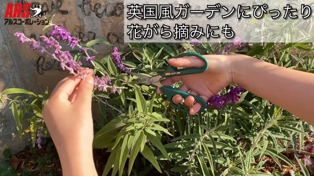 Amazon | アルスコーポレーション Gクラシック ガーデニング鋏 GC-3000